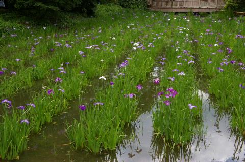 �������ϾԳ���