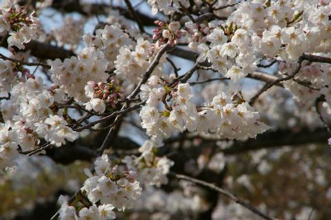 �븶�����Ҥκ�