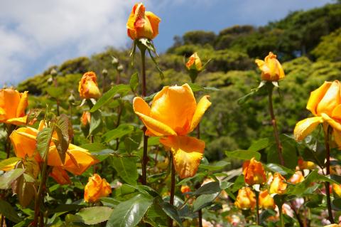 �Х������ʸ�ش�