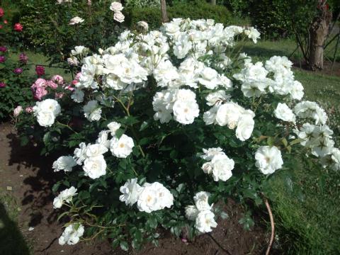 �Х��������Ԯ����