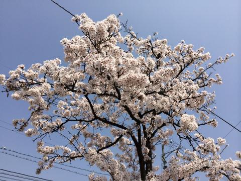 ������ū