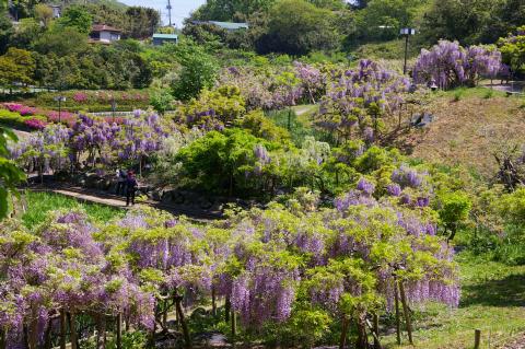 ���ܲ줷�礦�ֱ�