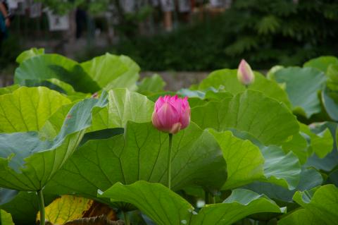 蓮の花 蓮の花