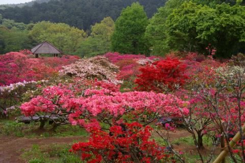 笠間つつじ公園 笠間つつじ公園